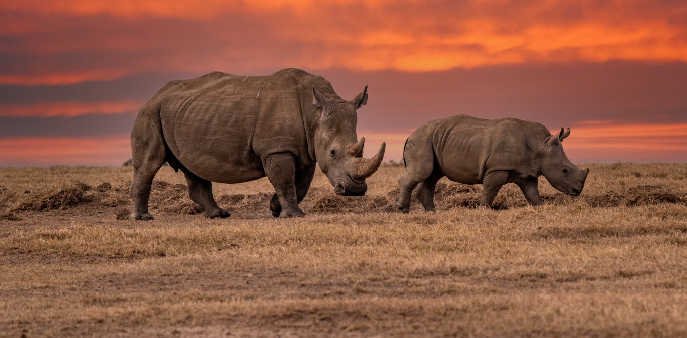 The near-extinction of rhinos is at risk of being normalised