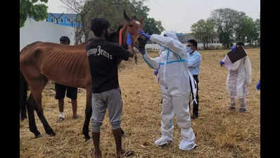 FIR in Jabalpur after 19 race horses from H’bad die in MP