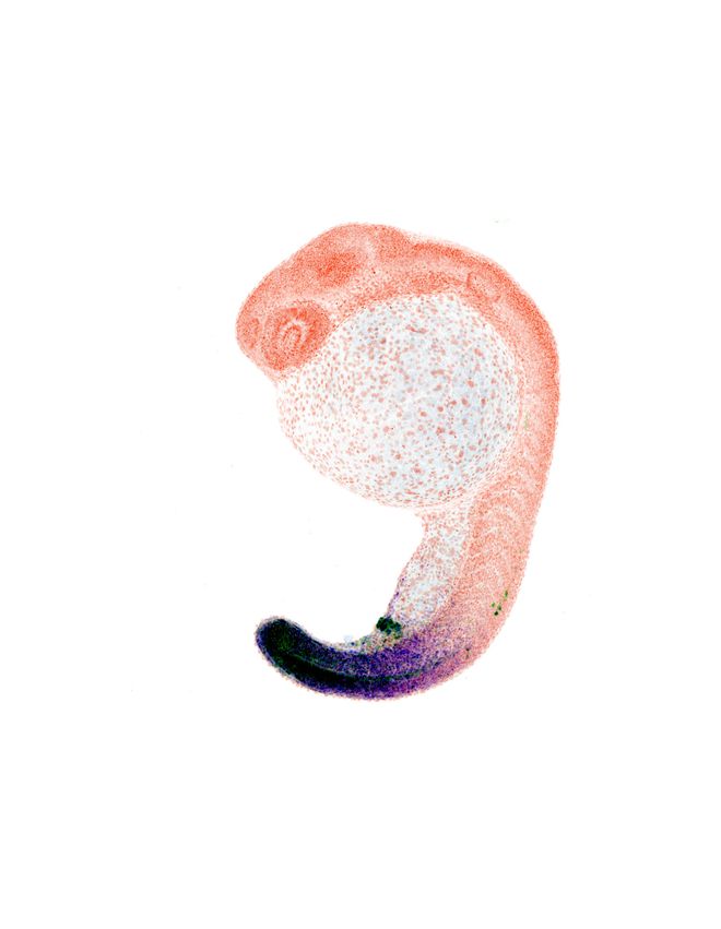 An illustration of a larval fish, indicating its cloaca with a black dot.