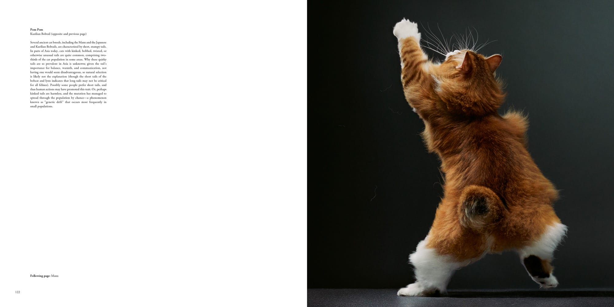 a spread from the book 'Feline' by Tim Flach featuring a photo of a leaping orange cat