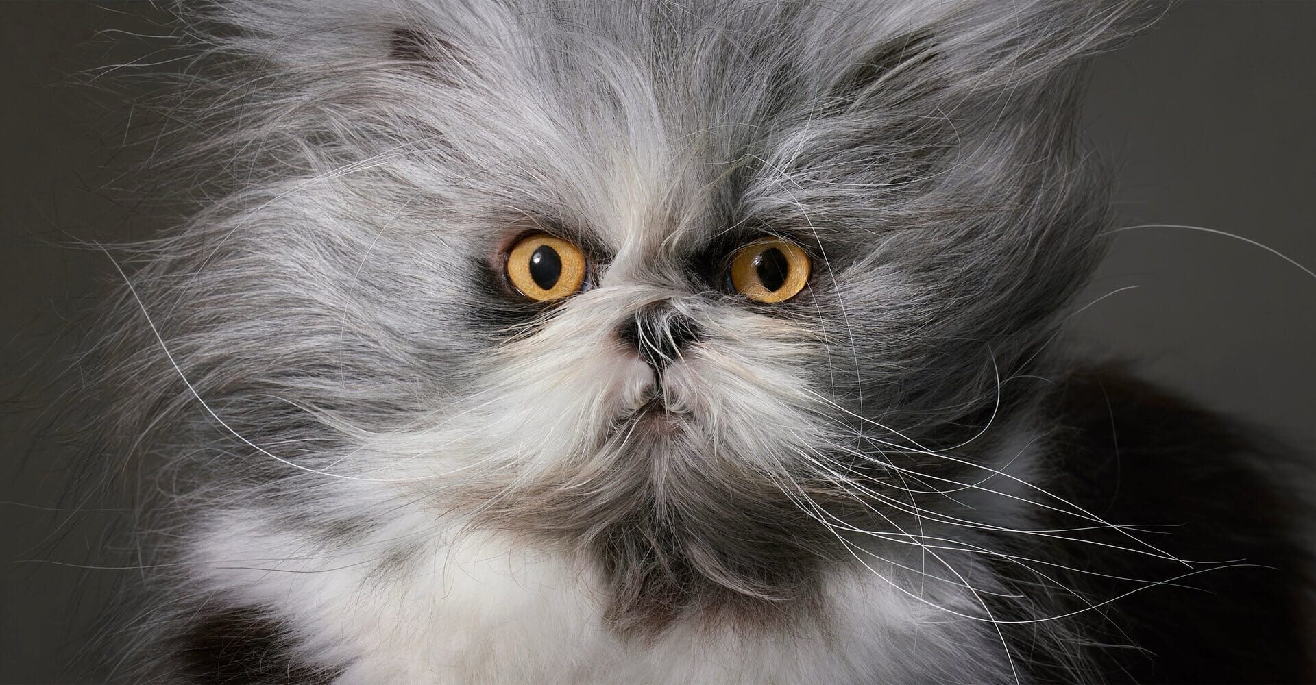 a photo by Tim Flach of a gray-and-white, tousled-looking, longhaired cat