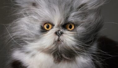 a photo by Tim Flach of a gray-and-white, tousled-looking, longhaired cat