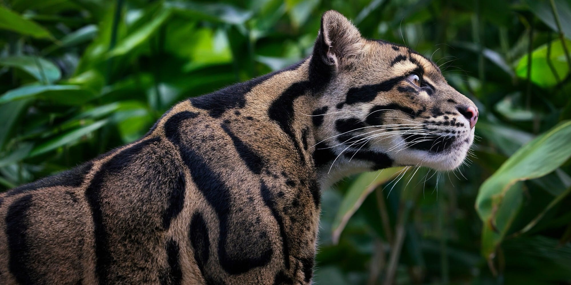a photo by Tim Flach of a spotted wild cat
