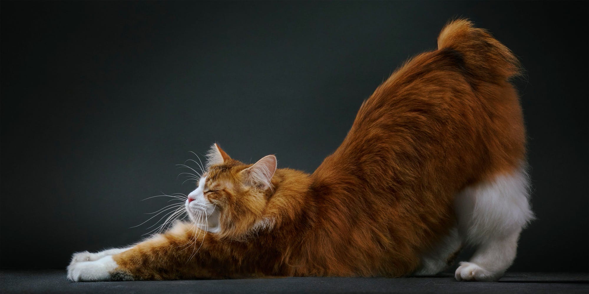 a photo by Tim Flach of a sleek, long-haired, orange-and-white cat as it stretches