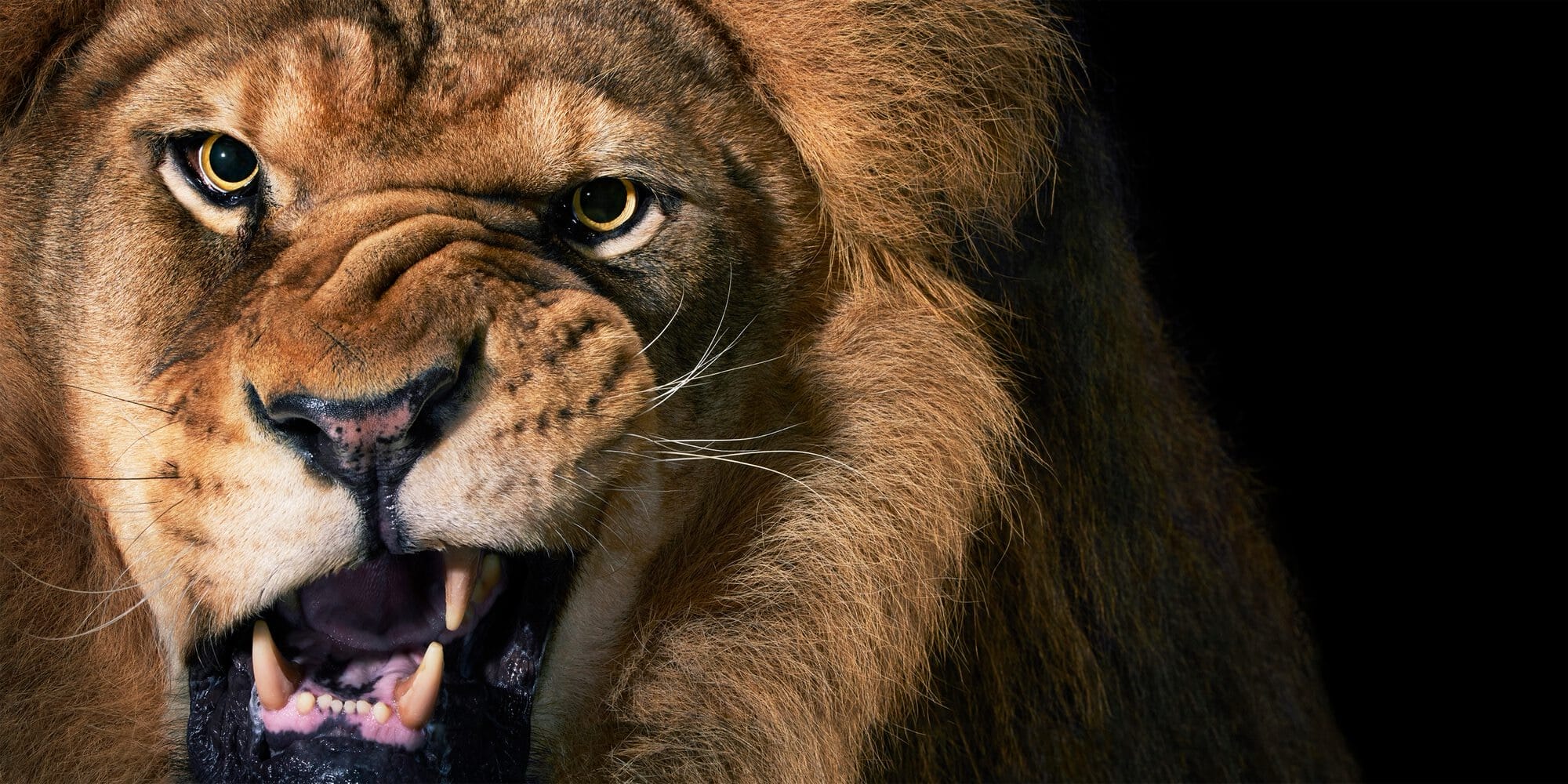 a photo by Tim Flach of a lion's scrunched face