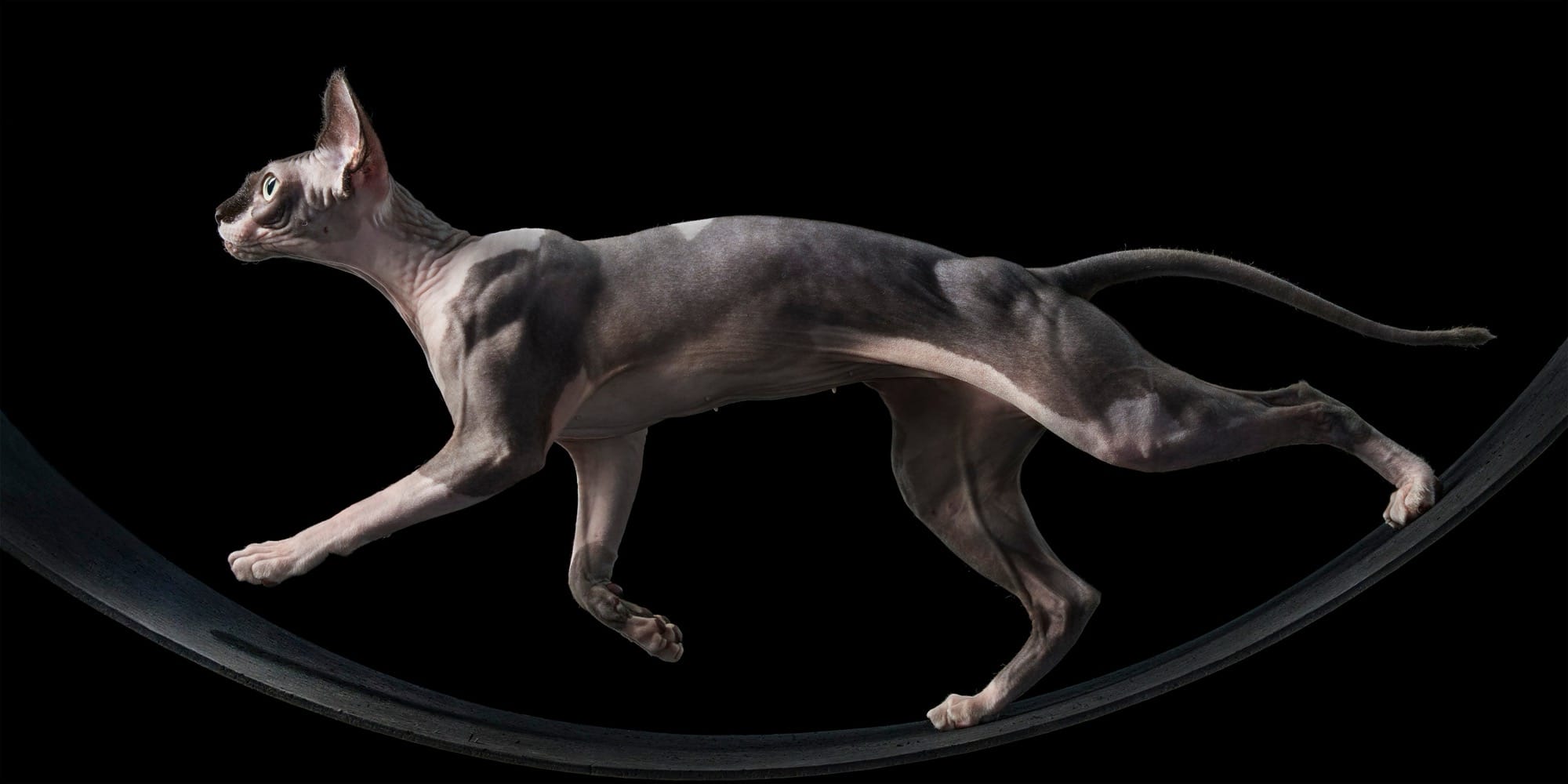 a photo by Tim Flach of a sleek, hairless, gray cat running on a wheel