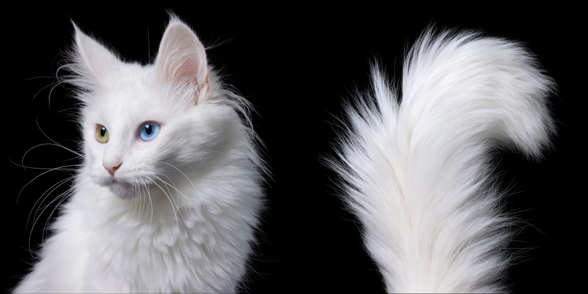 a photo by Tim Flach of a sleek, long-haired, white cat