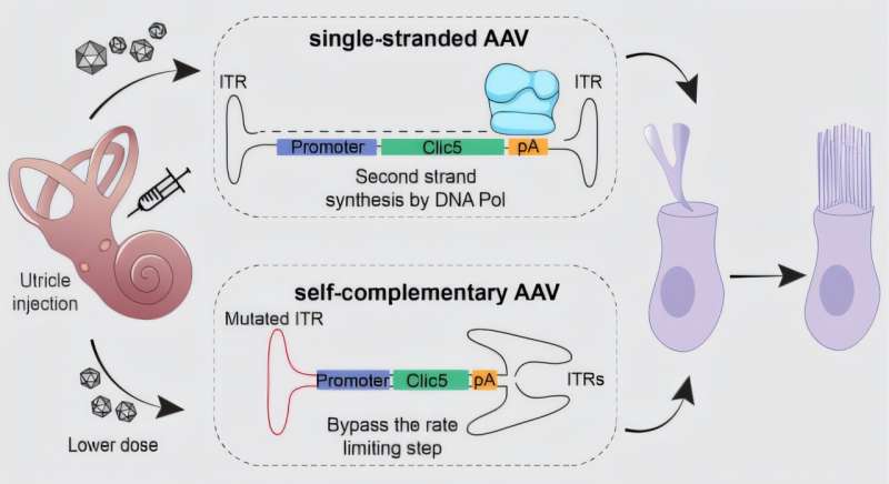 Gene therapy safeguards hearing, balance in preclinical test