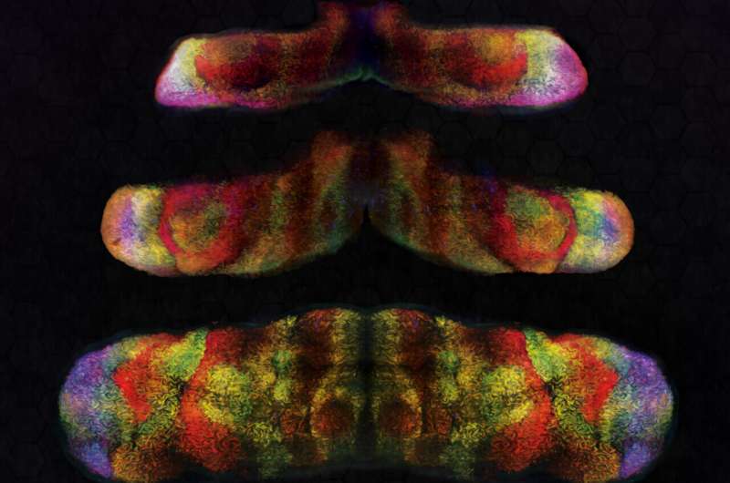Genetic deletion in the cerebellum impedes hemisphere formation