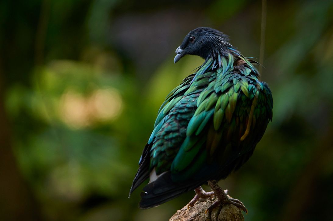A Nicobar pigeon, the dodo’s closest living relative, looks on inside a tropical dome at France's Beauval Zoo.