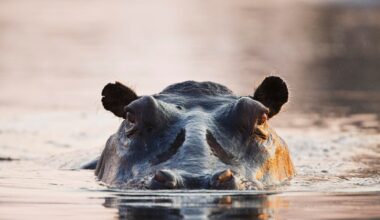 Hippo capsizes boat in Ivory Coast; 11 people missing, including children and baby