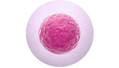 Age-Related DNA Mutations Less Common in Human Eggs