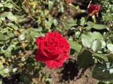 Daylight samples, main camera (1x), 24MP - f/1.8, ISO 80, 1/1727s - Apple Iphone 17 Pro Max review