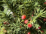 Closeup samples, main camera (2x), Photo mode - f/1.8, ISO 64, 1/1149s - Apple Iphone 17 Pro Max review