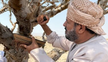 In oil-rich Oman, efforts to preserve frankincense ‘white gold’ - Gulf News