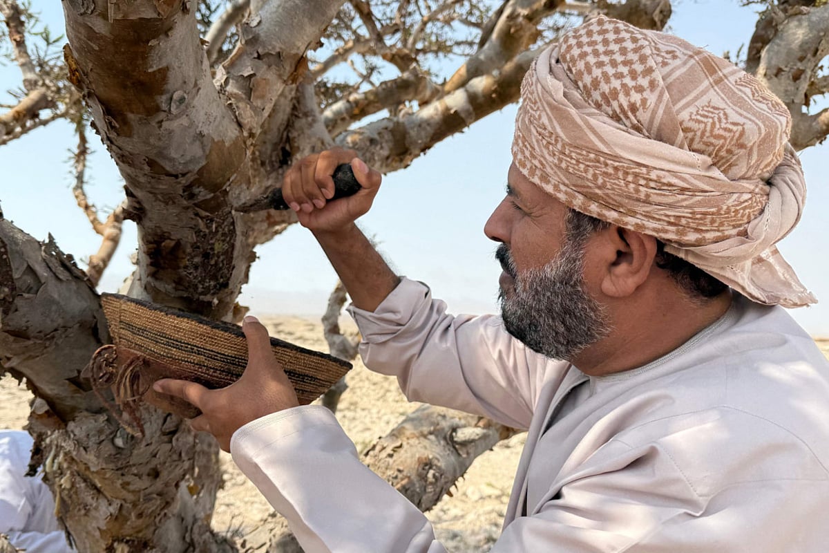 In oil-rich Oman, efforts to preserve frankincense ‘white gold’ - Gulf News