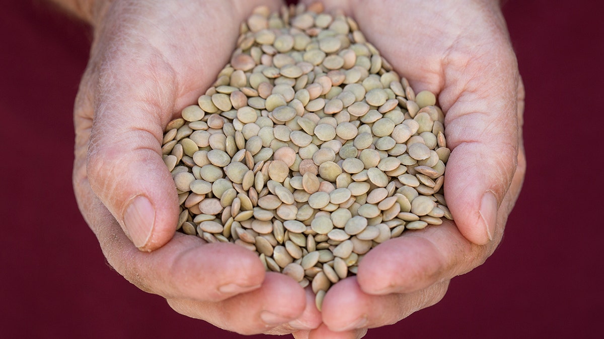 Hands form a cup as they hold lentils.