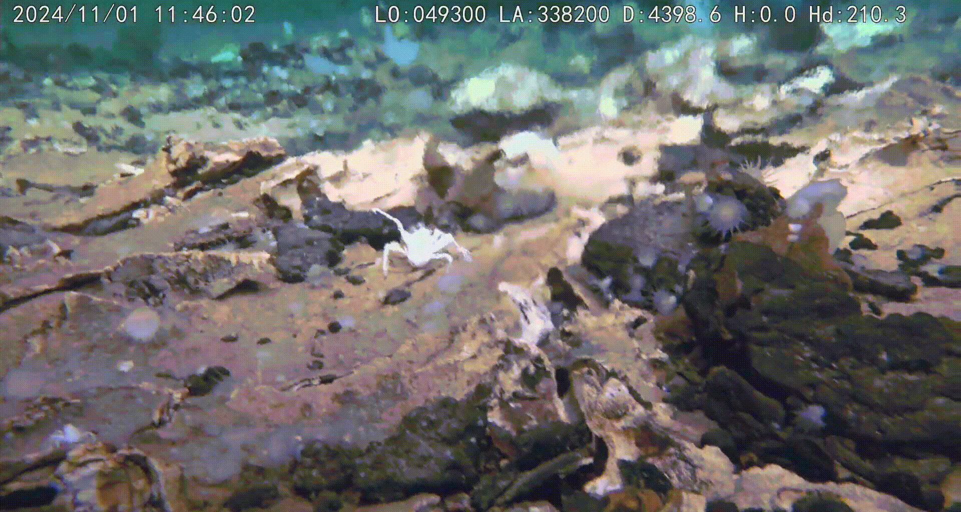 A GIF of marine life in the Kunlun system, taken from the Fendouzhe submersible.