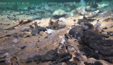 A GIF of marine life in the Kunlun system, taken from the Fendouzhe submersible.