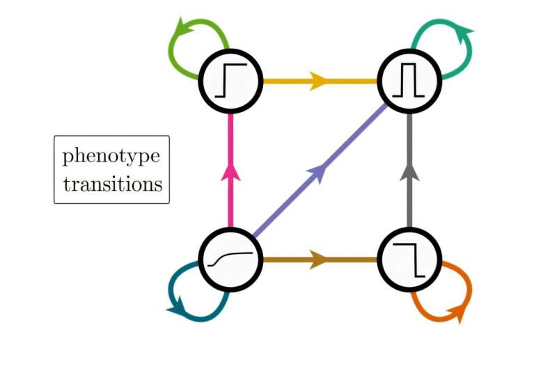 How evolution rewires gene circuits to build new patterns