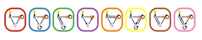 How evolution rewires gene circuits to build new patterns