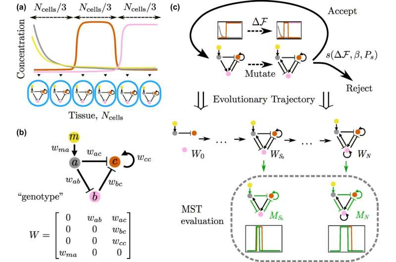 How evolution rewires gene circuits to build new patterns