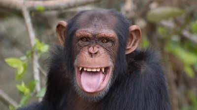 How wild chimpanzees get their daily alcohol buzz from fermented fruit: Study