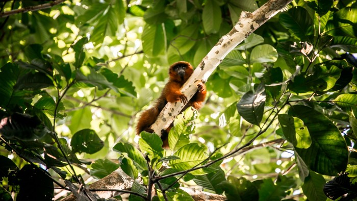 Peruvian Rainforest
