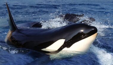 Orcas ram boats in two attacks just minutes apart off Spain’s Iberian Peninsula - The Independent