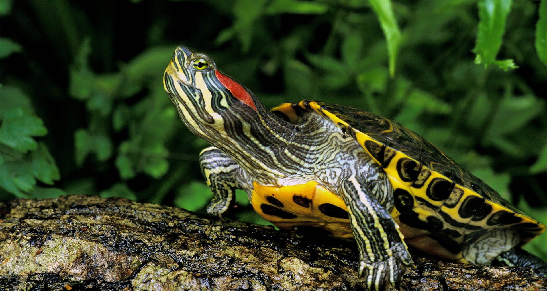 Four in ten reptile species in Israel at risk of extinction, rare audit finds