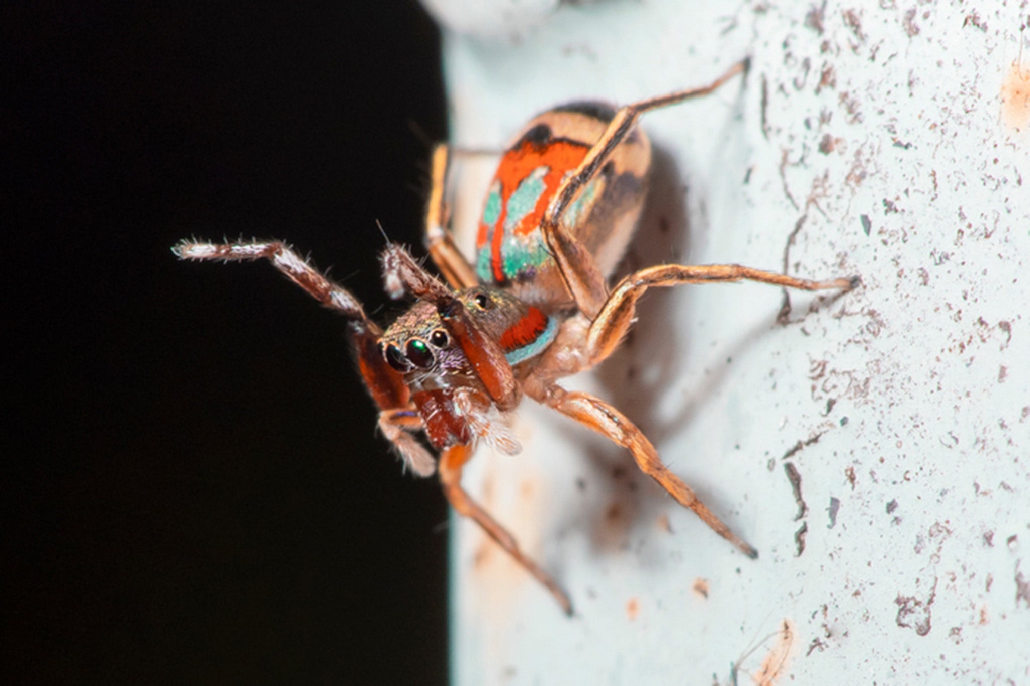 Australia’s peacock spider is known for its dance moves and vibrant colours