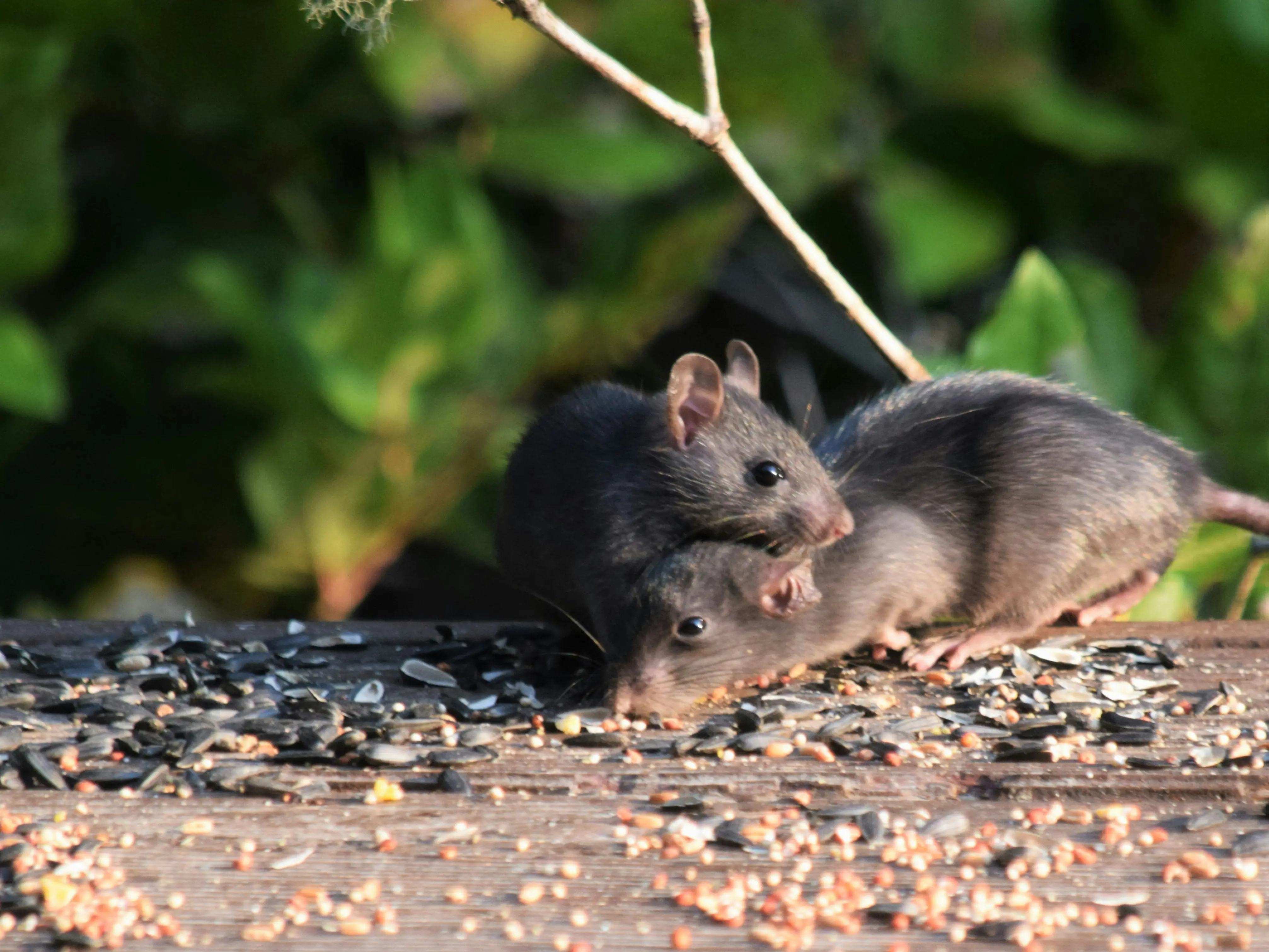 Explosion in rat numbers across the world confused experts. Turns out, the culprit is...