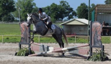 Thoroughbred Makeover Diary: October Plans Set for Gray Magician and Imposing Ruler