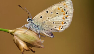 The Atlas blue butterfly (Polyommatus atlantica). Image credit: Roger Vila.
