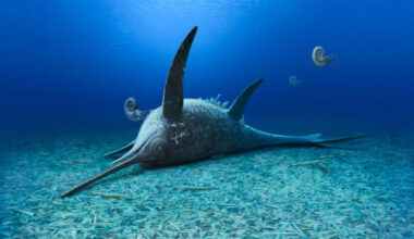 Eurhinosaurus mistelgauensis. Image credit: Andrey Atuchin.
