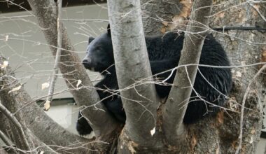 Japan's eased rules on bear shootings in populated areas go into effect