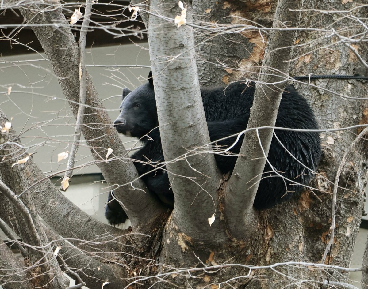 Japan's eased rules on bear shootings in populated areas go into effect
