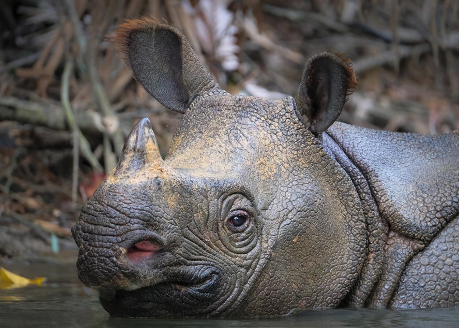 A Javan rhinoceros in Indonesia. A critically endangered species, Javan rhinos have been victims of massive poaching in the last three years, with poachers killing nearly a third of the wild individuals. Today, only about 50 of these survive in the wild. 