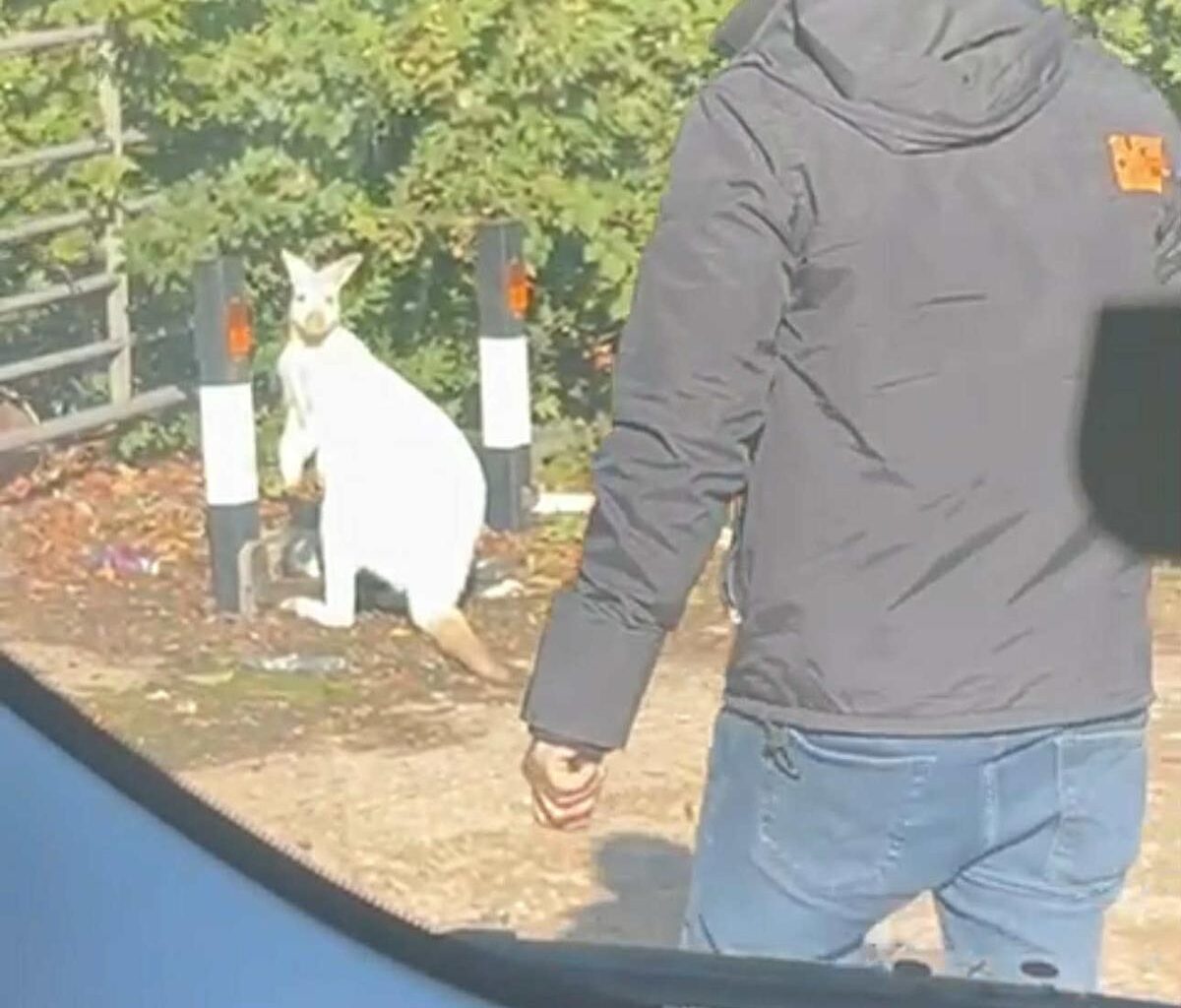 'Kangaroo' spotted in street by cab driver on school run in Dartford - London Evening Standard