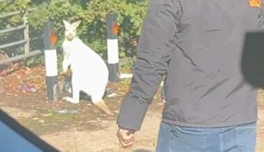 'Kangaroo' spotted in street by cab driver on school run in Dartford - London Evening Standard
