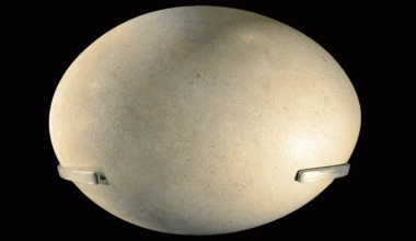 What’s The Largest Egg Of Any Animal? Clue: It Doesn't Come From An Ostrich