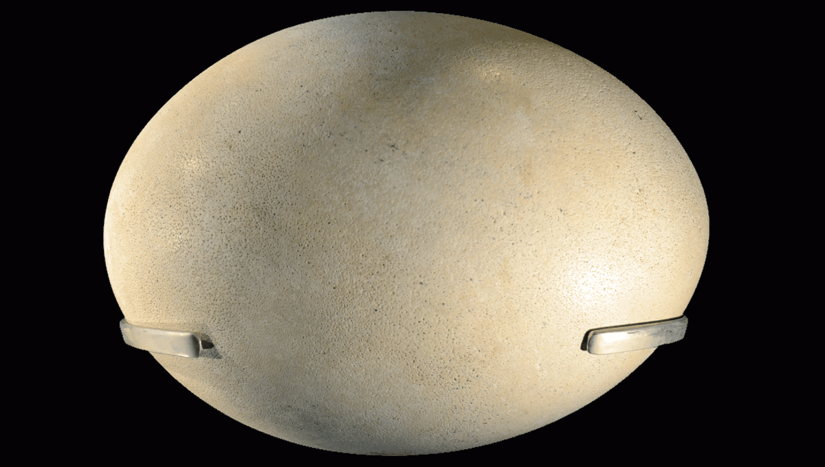 What’s The Largest Egg Of Any Animal? Clue: It Doesn't Come From An Ostrich
