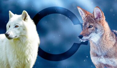 Colossal Biosciences Exec On Seeing the Resurrected Dire Wolf & the 'Huge Responsibility' of Conservation