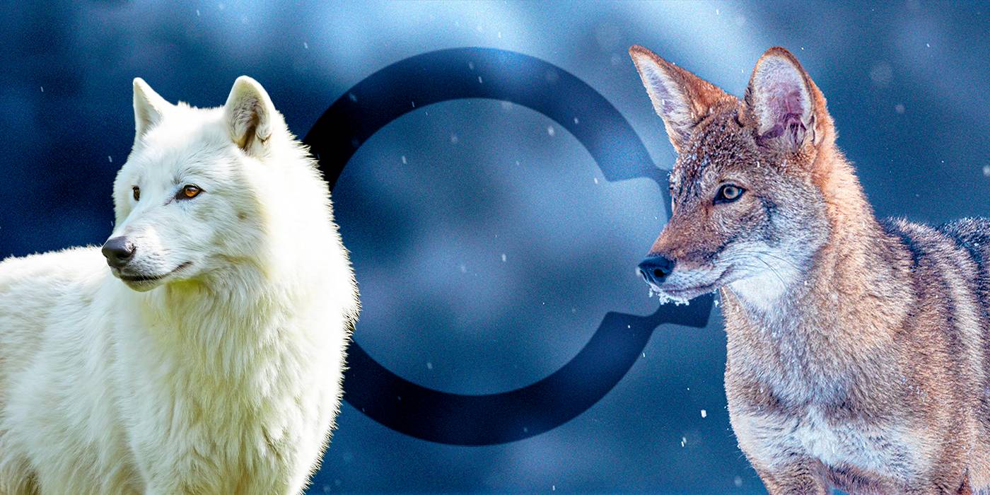 Colossal Biosciences Exec On Seeing the Resurrected Dire Wolf & the 'Huge Responsibility' of Conservation