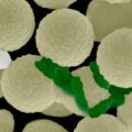 microplastics