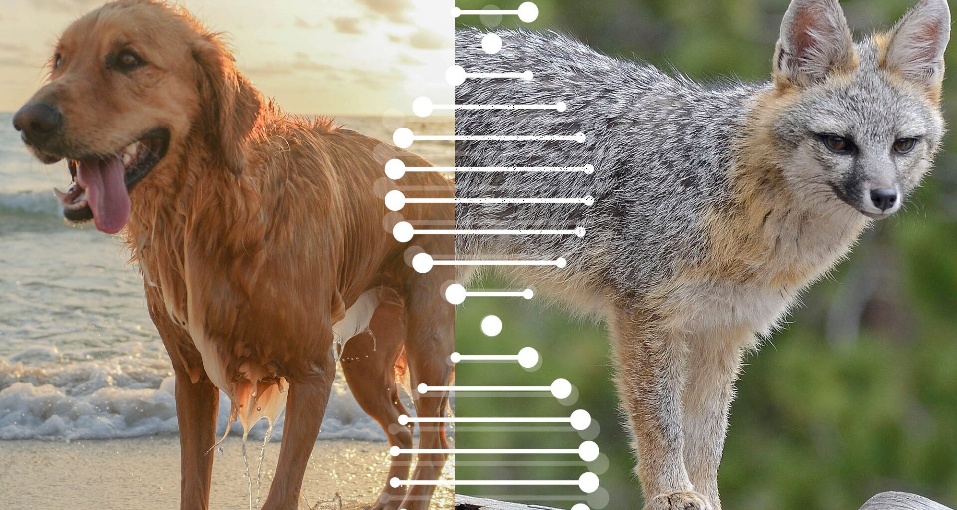 Want to save an endangered species? Start with the right DNA blueprint