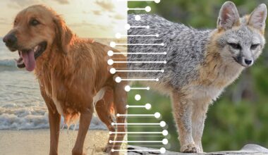 Want to save an endangered species? Start with the right DNA blueprint