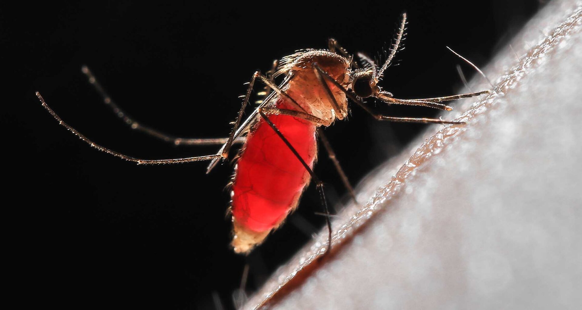 A close up picture of a mosquito full of blood feeding on skin.