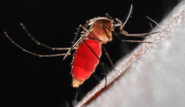 A close up picture of a mosquito full of blood feeding on skin.
