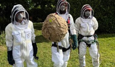 Nest of invasive Asian hornets ‘safely removed’ in first for Ireland